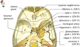 Quais são os nervos cranianos Qual a função dos nervos cranianos Neuroanatomia Funcional Básica [upl. by Bertina]