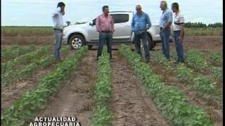 3 Cultivo de Algodón Santiago del Estero Campo Héctor Rodini [upl. by Hanaj877]