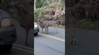 December 1Ruston animals deer [upl. by Lifton]