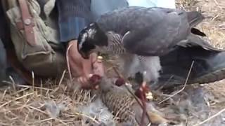 Baaz ka shikar goshawk hunting [upl. by Mongeau]