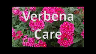 The Best Pot for Grow Verbena Vlogsforplants verbenacare [upl. by Ronald212]