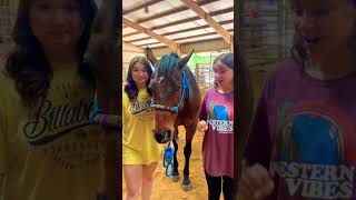 Our Horse 🐴 Ate a Rubber Chicken😂 animals shorts [upl. by Nailimixam471]