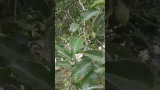 மகிழம் மரம் 🥰Mimusops Elengi  Spanish Cherry ❤️💞 gardening garden nature plants love [upl. by Nataline]