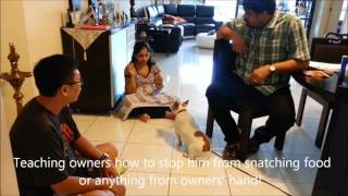 Dogs Training in Singapore  5 year old Milo Jack Russell Terrier 一到两天 狗儿服从认厕所和好行为训练 [upl. by Nylazor]