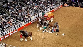 Budweiser Clydesdale accident at San Antonio Stock Show amp Rodeo goes viral [upl. by Corena]