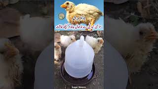 Energy for Backyard Poultry Birds  Weather Stress  Weather Change  Dr ARSHAD [upl. by Venice]