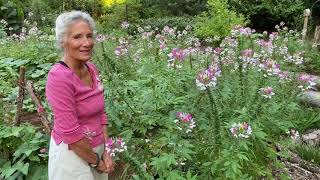 Cleome cleome cleome a fabulous meadow [upl. by Ainer]