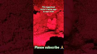 Incredible footage of loggerhead turtle laying eggs in cape verde egg turtle nature shorts [upl. by Neved]