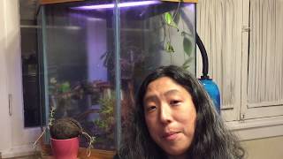 Orchidarium Fogging Timelapse [upl. by Jared]