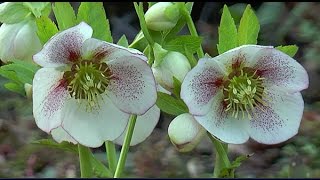 DES FLEURS FACILES POUR LHIVER  LES HELLÉBORES ET LEURS HYBRIDES [upl. by Dalila694]