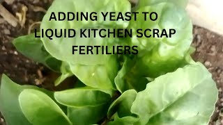 Supercharge Your Plant Food Adding Yeast to Kitchen Scrap Liquid Fertilizer [upl. by Rust]