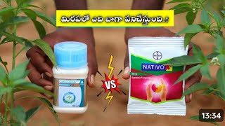 Nativo vs Costodia wich fungicide best Nativo Costodia Best fungicide for chilli karunyaagricu [upl. by Enylcaj453]