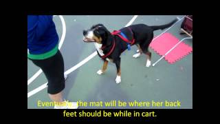 Greater Swiss Mountain Dog Backing up into a cart  drafting  carting [upl. by Susej]