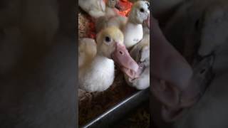 Muscovy ducklings 6 weeks old [upl. by Jahdol]