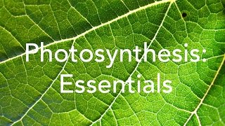 Photosynthesis essentials [upl. by Gauntlett]