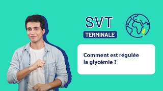 SVT Terminale  Comment est régulée la glycémie [upl. by Hujsak]