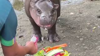 Thai baby pygmy hippo Moo Deng predicts US election win for Trump [upl. by Truscott]