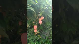 মাশআল্লাহ🤲 সবথেকে সুন্দর আর মজার লিচু🤤natural beauty fruit memory RANDOMNESS 🤗 [upl. by Retrop131]