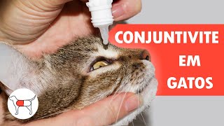 Tudo sobre a Conjuntivite em Gatos [upl. by Gudrin]