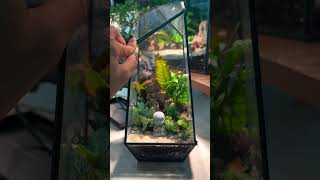 Adding a figurine into a terrarium [upl. by Anirak]