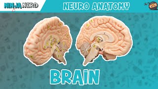 Anatomy of the Brain  Model [upl. by Elyrehc]