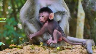 Adorable New Born Baby Learning How To Walk [upl. by Anertak471]