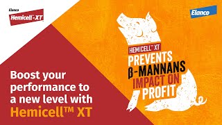 Boost pigs performance with feed enzyme Hemicell™ XT [upl. by Leeda]