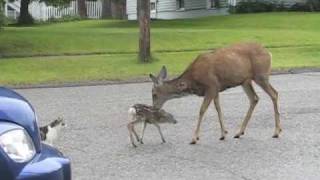 Cranbrook Deer [upl. by Goddard]