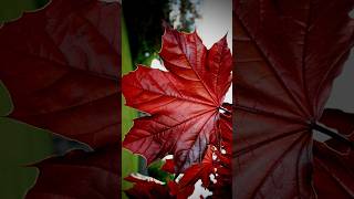 40  Red Color leaf 🌿🌿🌿 AmazingNaturalEarth leaf [upl. by Kinnard457]