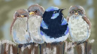 Fairy wren painting  ipad art timelapse [upl. by Onirefez]