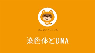 【薬剤師・国家試験対策】染色体とDNA [upl. by Areyk]