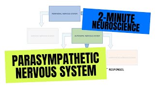 2Minute Neuroscience Parasympathetic Nervous System [upl. by Adnorat]