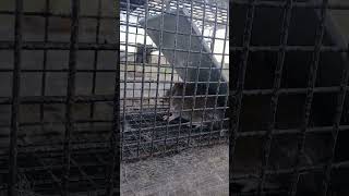 🐀🐀🐀🐀🐀 Rat Removal 🐀🐀 Trapper Mike NWCO 38 🐀🐀🐀🐀🐀 [upl. by Sucramal646]