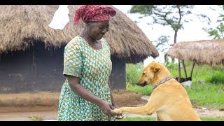 In northern Uganda war survivors and comfort dogs are “healing together” [upl. by Stalder544]