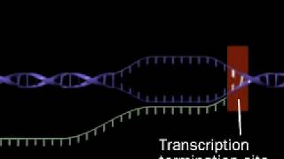 Transcription  RNA synthesis  RNA polymerase [upl. by Anauqed]