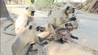 Hanuman monkey  Langur monkey  Langur hanuman  Dheeraj Uncle [upl. by Euqnomod]