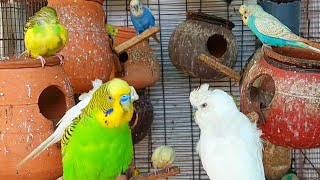 Budgies parrot beautiful colour budgies chirping sounds birds [upl. by Gunning]