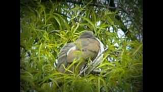 Yellowbilled Cuckoo  Coccyzus americanus [upl. by Burrell]