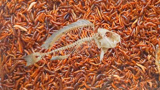 Mealworms vs Fishes  Mealworms Unusual Mukbang [upl. by Bernarr]