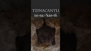 Nahuatl Word of the Week 38 TZINACANTLI Bat 🦇 [upl. by Aurthur]