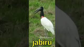 The beautiful Jabiru bird sounding clear shorts [upl. by Einaj]