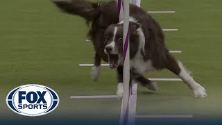 Typo the Border Collie wins the 20quot class in the Masters Agility Championship  Westminster [upl. by Uahc425]