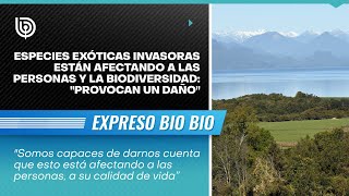 Especies exóticas invasoras están afectando a las personas y la biodiversidad quotProvocan un dañoquot [upl. by Volnak10]