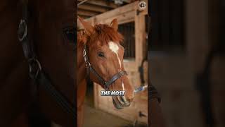 Horses 🐴 Youll Be Surprised by These Features 😳 shorts horses animalfacts animalshorts [upl. by Silrac]