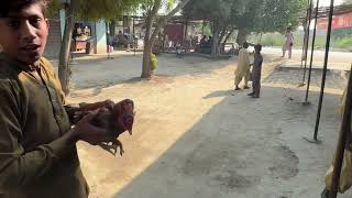 Desi Morgan fight to each other brids lover Sindhi [upl. by Rheba]