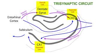 TRISYNAPTIC CIRCUIT OF THE HIPPOCAMPUS [upl. by Ymrots]