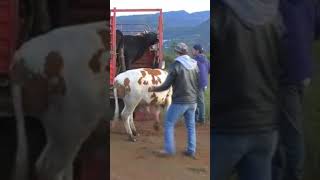 ¿Cuantos toros hay en este video [upl. by Alleiram]