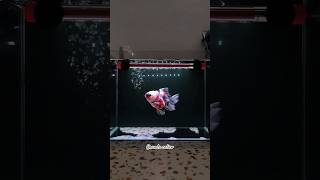 Ikan Mas Koki Oranda Goldfish aquarium mini viral fish goldfish aquarium viralvideo hobby fyp [upl. by Diao]