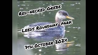 Rednecked Grebe Leeds Roundhay Park 7th October 2024 [upl. by Docila]