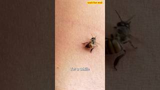 Why Bees Die After They Sting You ouch 🤔shorts [upl. by Body]